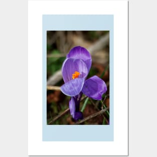 Wild crocus Posters and Art